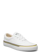 Logo Cotton Canvas Sneaker White Polo Ralph Lauren