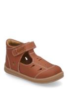 Backe Brown Kavat